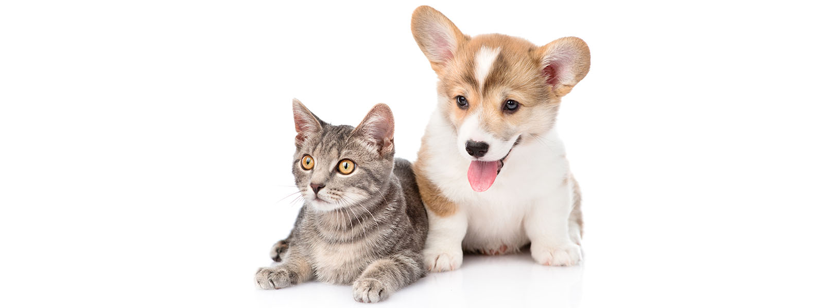 Animal supplement